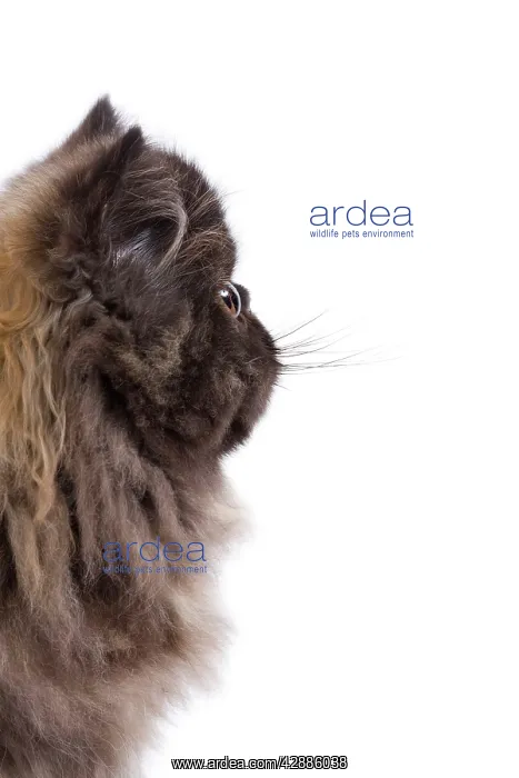 : Cat - Persian kitten in studio - sideview of face : Cat - Persian kitten in studio - sideview of face