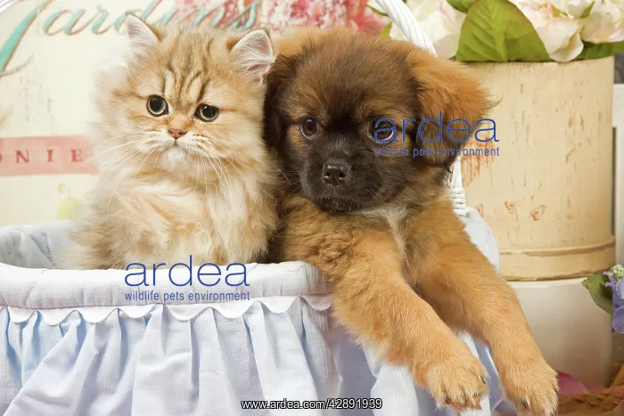 : Cat - Persian kitten with Tibetan spaniel puppy : Cat - Persian kitten with Tibetan spaniel puppy