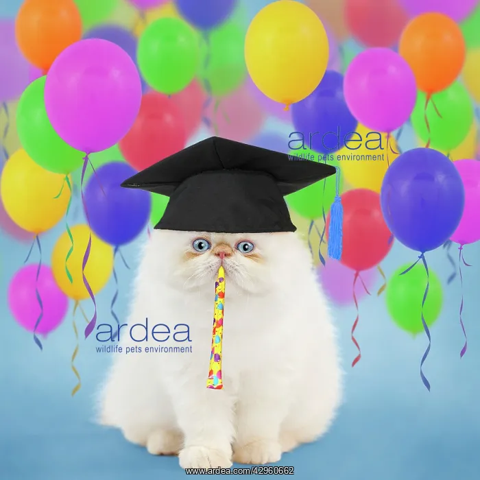  : Cat - Persian kitten wearing graduation cap surrounded by ba