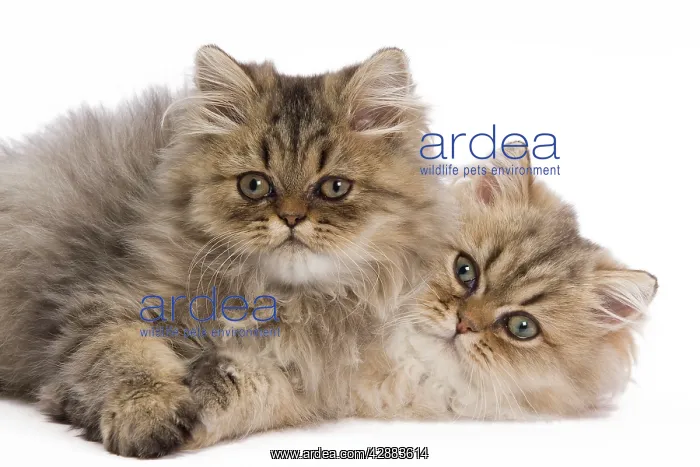  : Cat - Persian kittens in studio
