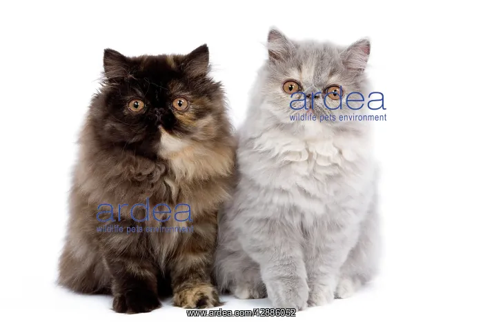  : Cat - Persian kittens in studio