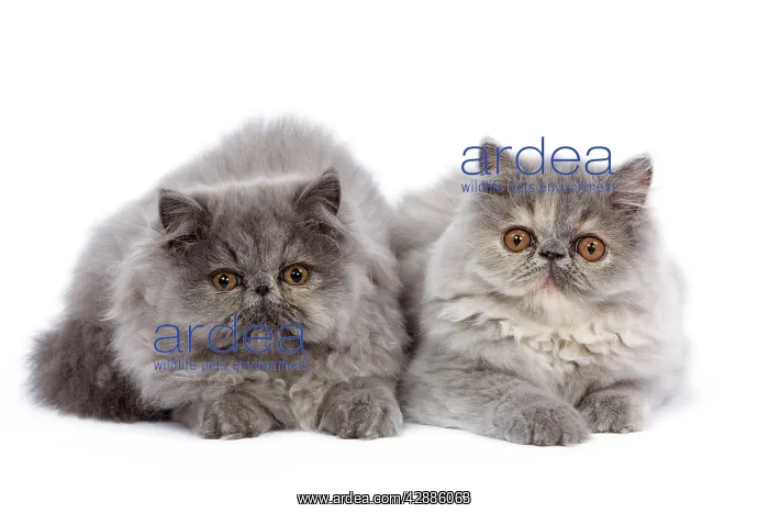  : Cat - Persian kittens in studio