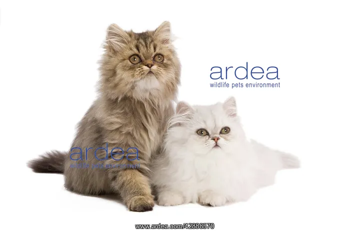 : Cat - Persian kittens in studio : Cat - Persian kittens in studio