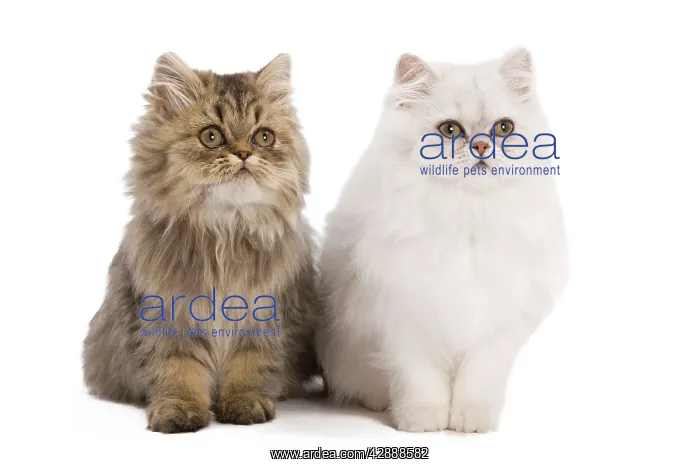 : Cat - Persian kittens in studio : Cat - Persian kittens in studio