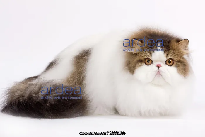  : Cat - Persian Mackerel tabby in studio