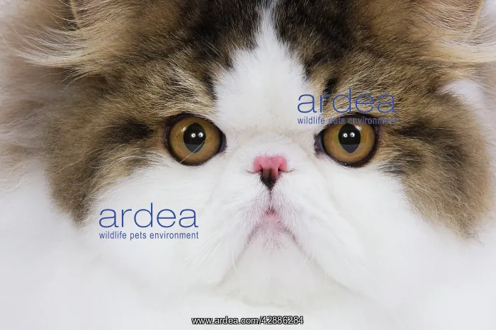 : Cat - Persian Mackerel tabby in studio - close-up of face : Cat - Persian Mackerel tabby in studio - close-up of face