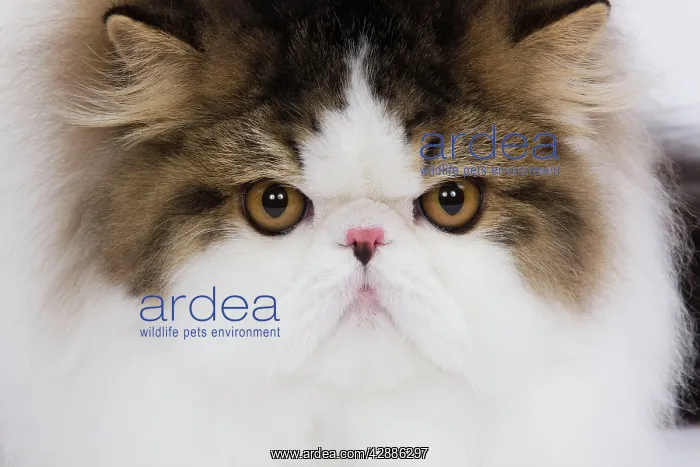 : Cat - Persian Mackerel tabby in studio - close-up of face : Cat - Persian Mackerel tabby in studio - close-up of face