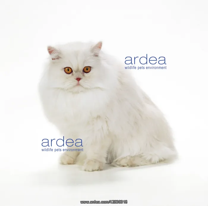 : CAT- Persian - Red Shell Cameo : CAT- Persian - Red Shell Cameo