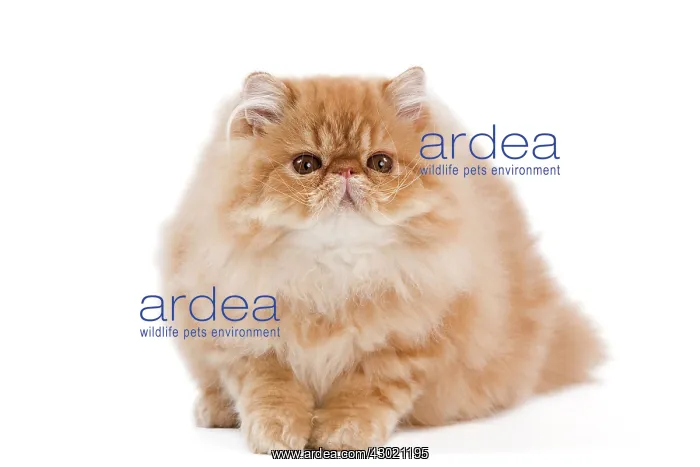 : Cat - Persian Red Tabby kitten : Cat - Persian Red Tabby kitten
