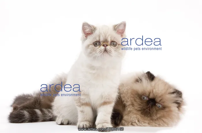 : Cat - Persian Seal Point : Cat - Persian Seal Point