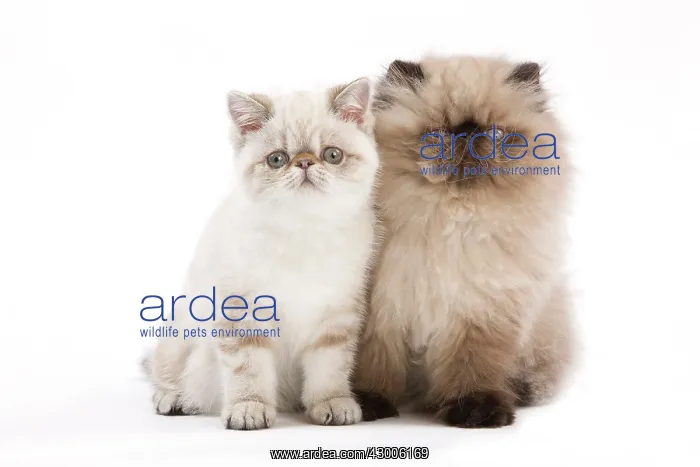 : Cat - Persian Seal Point : Cat - Persian Seal Point