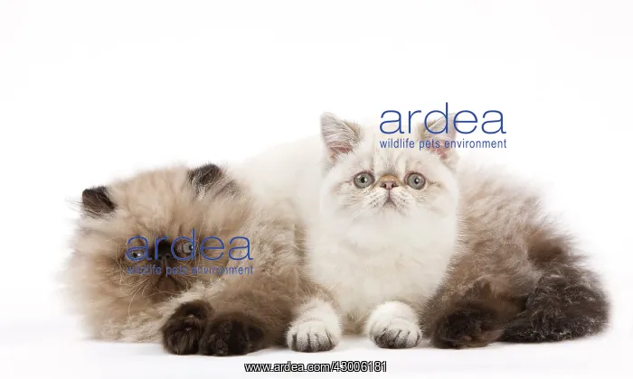 : Cat - Persian Seal Point : Cat - Persian Seal Point