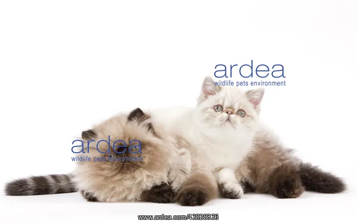 : Cat - Persian Seal Point : Cat - Persian Seal Point