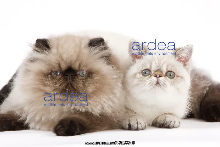 : Cat - Persian Seal Point : Cat - Persian Seal Point