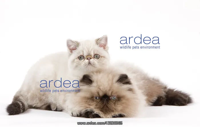 : Cat - Persian Seal Point : Cat - Persian Seal Point