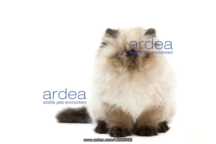  : Cat - Persian Seal Point kitten