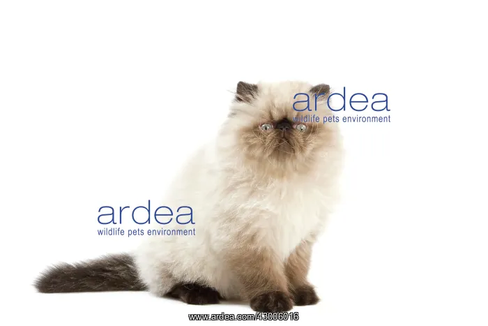  : Cat - Persian Seal Point kitten