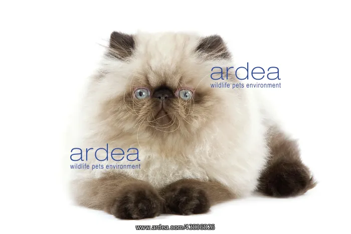  : Cat - Persian Seal Point kitten