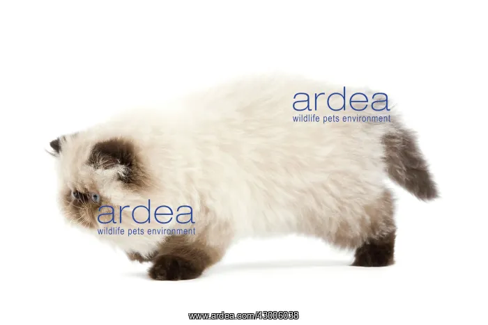  : Cat - Persian Seal Point kitten