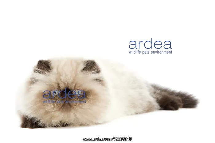  : Cat - Persian Seal Point kitten
