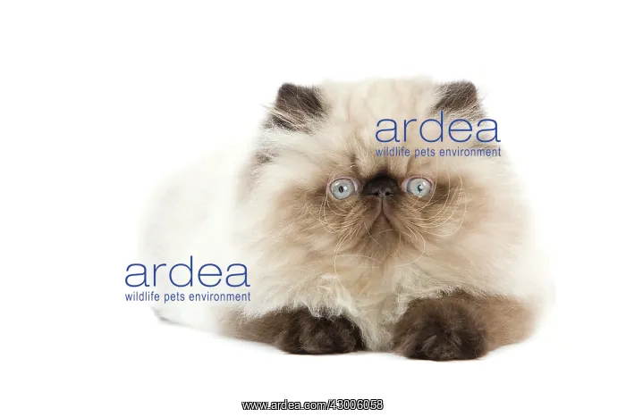  : Cat - Persian Seal Point kitten