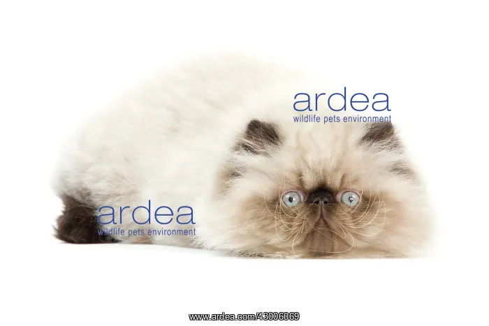  : Cat - Persian Seal Point kitten