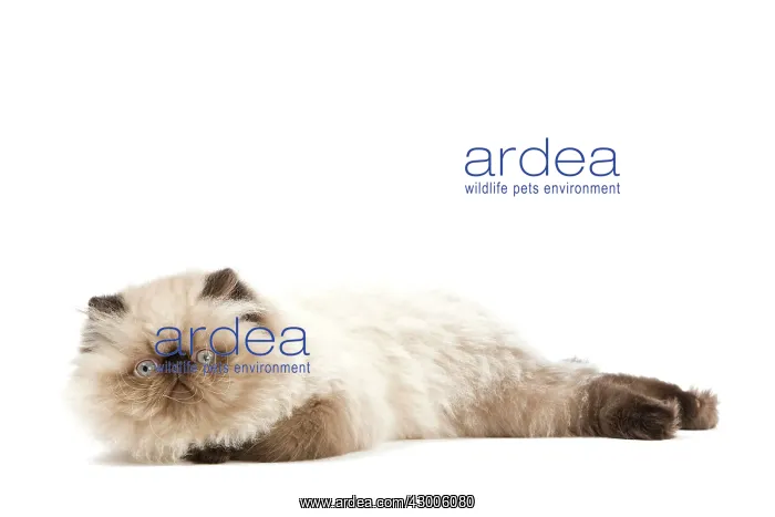  : Cat - Persian Seal Point kitten