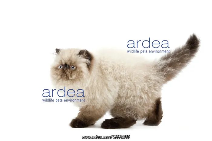  : Cat - Persian Seal Point kitten