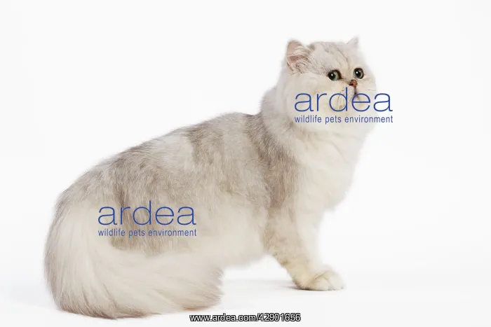  : Cat - Persian Silver Shaded - in studio