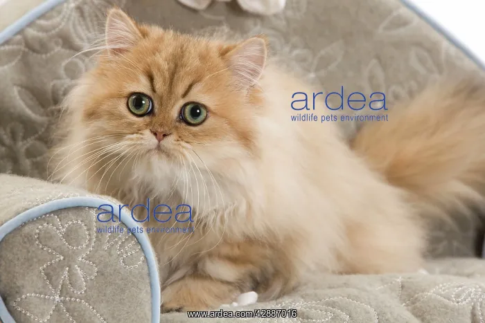  : Cat - Persian on sofa