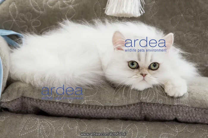  : Cat - Persian on sofa