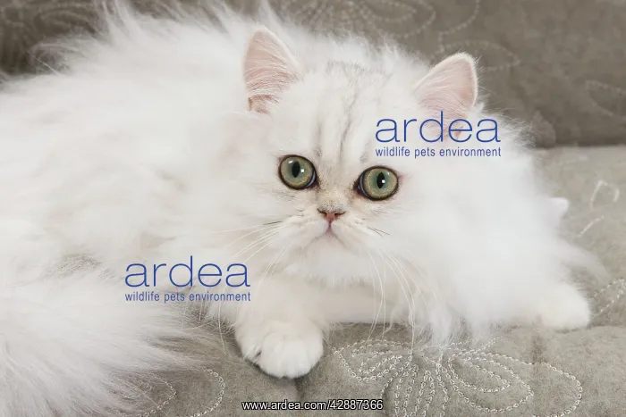  : Cat - Persian on sofa