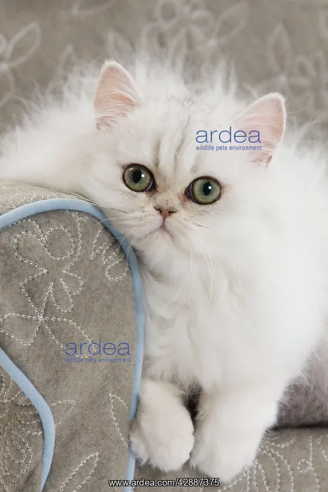 : Cat - Persian on sofa : Cat - Persian on sofa