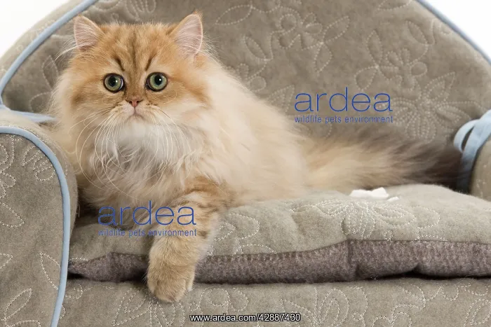 : Cat - Persian on sofa : Cat - Persian on sofa