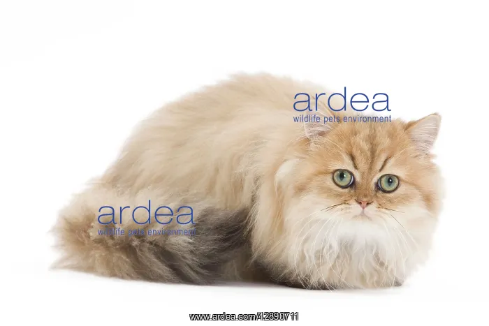  : Cat - Persian in studio
