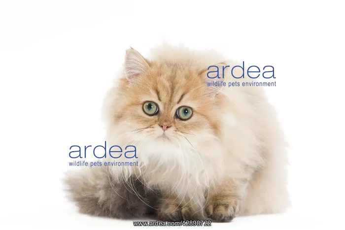 : Cat - Persian in studio