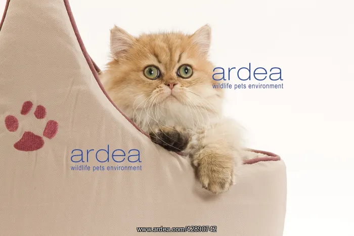  : Cat - Persian in studio in cat bed