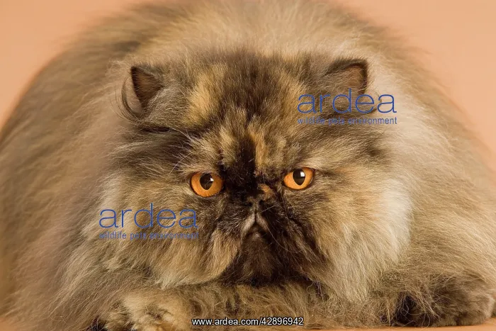 : Cat - Persian tortoiseshell : Cat - Persian tortoiseshell