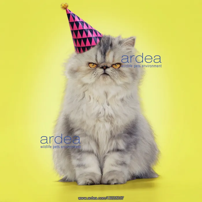 : Cat - Persian Tortoiseshell Cameo grumpy kitten : Cat - Persian Tortoiseshell Cameo grumpy kitten