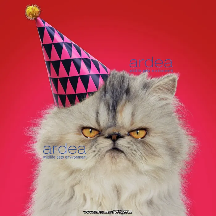 : Cat - Persian Tortoiseshell Cameo grumpy kitten : Cat - Persian Tortoiseshell Cameo grumpy kitten