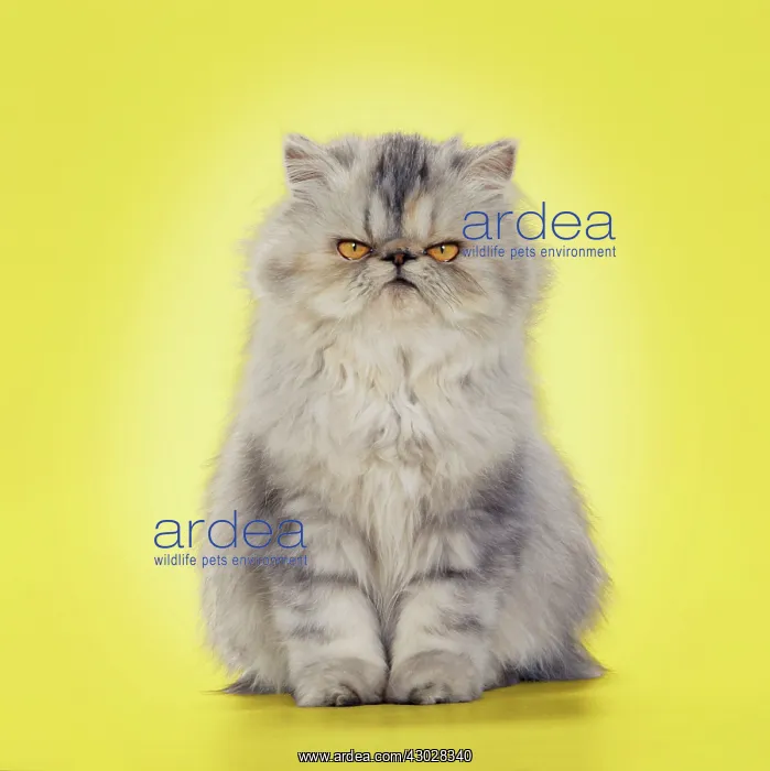 : Cat - Persian Tortoiseshell Cameo grumpy kitten : Cat - Persian Tortoiseshell Cameo grumpy kitten