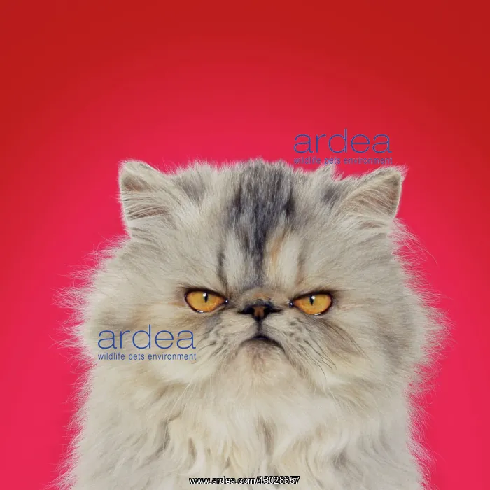 : Cat - Persian Tortoiseshell Cameo grumpy kitten : Cat - Persian Tortoiseshell Cameo grumpy kitten