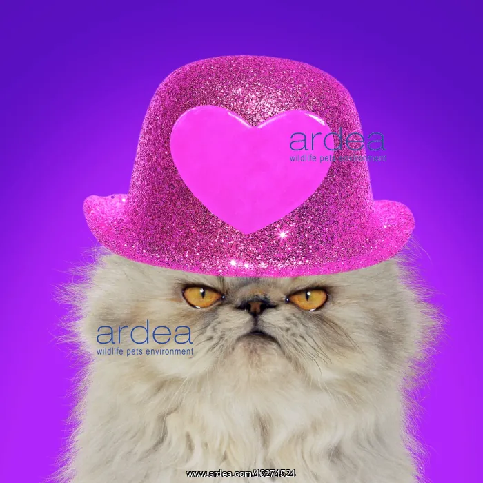 : Cat - Persian Tortoiseshell Cameo - grumpy kitten wearing pi : Cat - Persian Tortoiseshell Cameo - grumpy kitten wearing pi