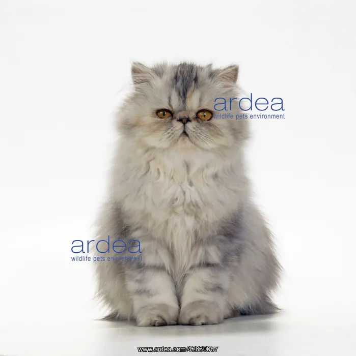 : Cat - Persian Tortoiseshell Cameo kitten : Cat - Persian Tortoiseshell Cameo kitten