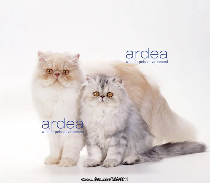  : CAT - Persian Tortoiseshell Cameo, Mother and kitten
