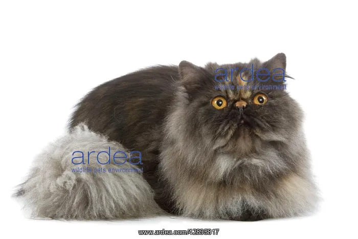 : Cat - Persian Tortoiseshell smoke in studio : Cat - Persian Tortoiseshell smoke in studio