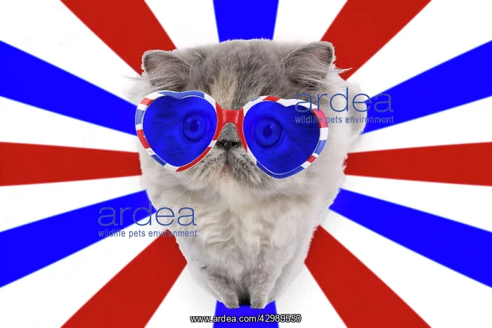 : Cat - Persian wearing heart shaped union jack glasses : Cat - Persian wearing heart shaped union jack glasses
