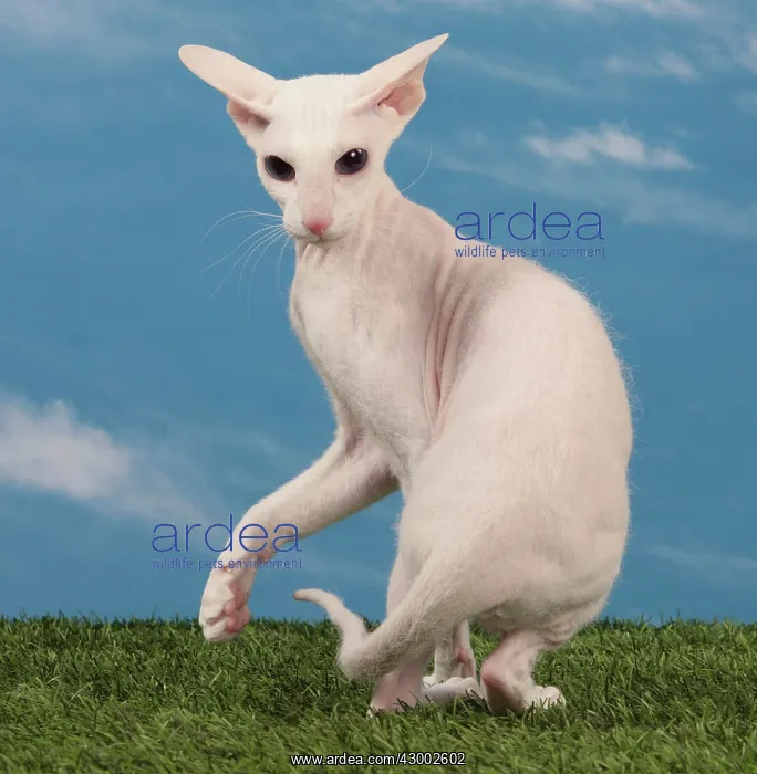 : Cat - Peterbald : Cat - Peterbald