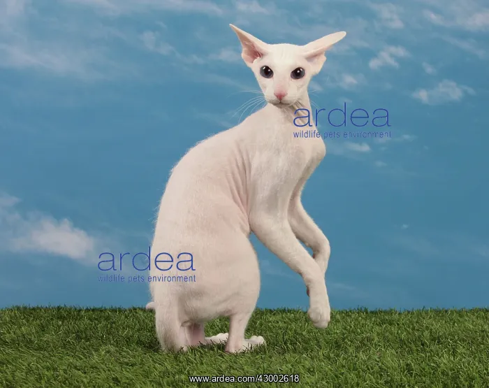 : Cat - Peterbald
