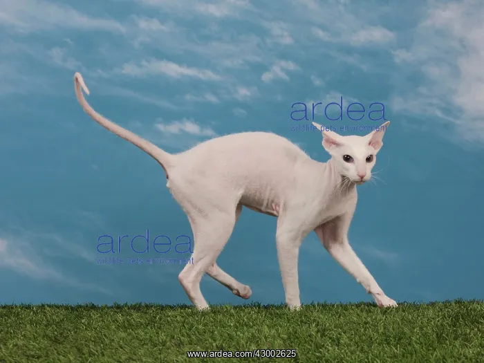  : Cat - Peterbald